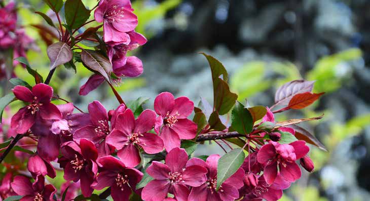 Zweig mit leuchtend pinken Blüten und grünen Blättern vor unscharfem Hintergrund
